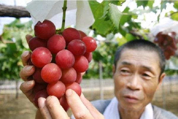 2017年世界十种最贵的水果排行榜，有8种都是日本种植的
