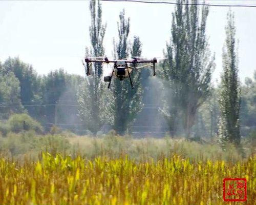 酒泉：金塔这家农民专业合作社竟然用无人机喷洒农药！