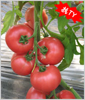 卓妮F1——番茄种子