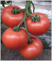 粉霸王F1——番茄种子