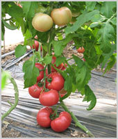 丽粉王F1——番茄种子