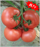 荷引337F1——番茄种子