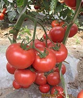 荷引818——番茄种子