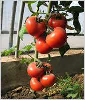 拉宾F1——番茄种子