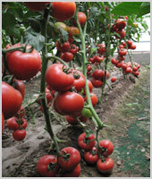 红利——番茄种子
