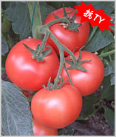 荷引137F1——番茄种子