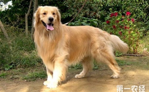 狗狗品种：拉布拉多和金毛的区别